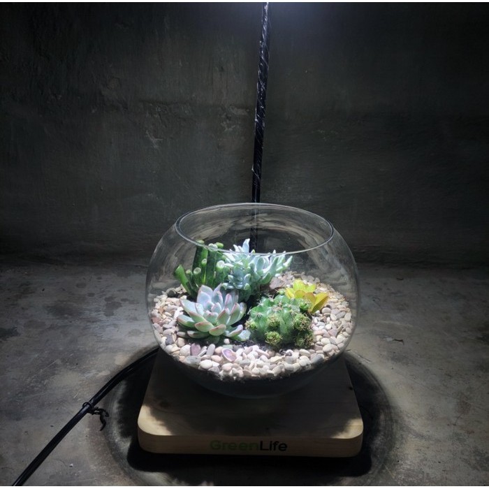 

Terrarium Kaktus Center Of Life Kado Gift Hampers Tanaman Big Bowl