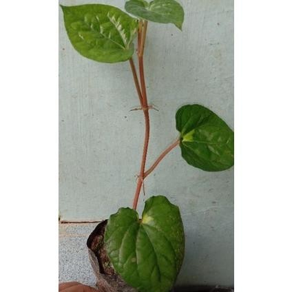 omahijoofficial Bibit Sirih Ceplok Telor Kuning // Tanaman Hias Sirih Telur Varigata // Sirih Variga