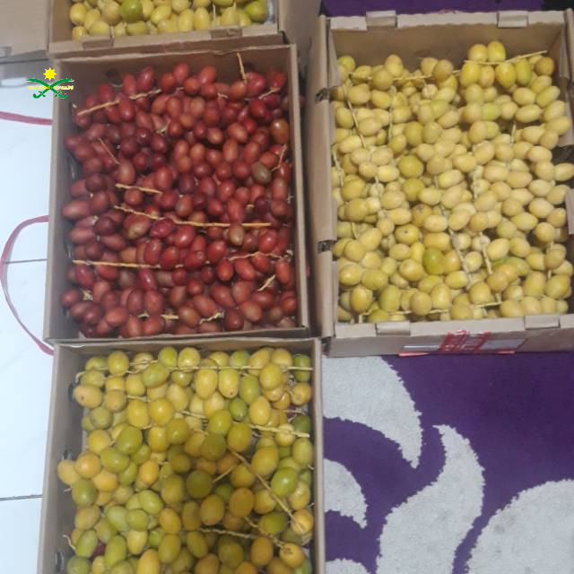 

Kurma muda | kurma muda barhee kemasan 1kg