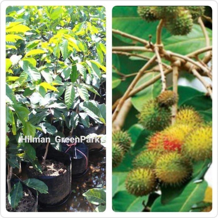 

Pohon Rambutan Rapiah Hasil Okulasi Cepat Berbuah