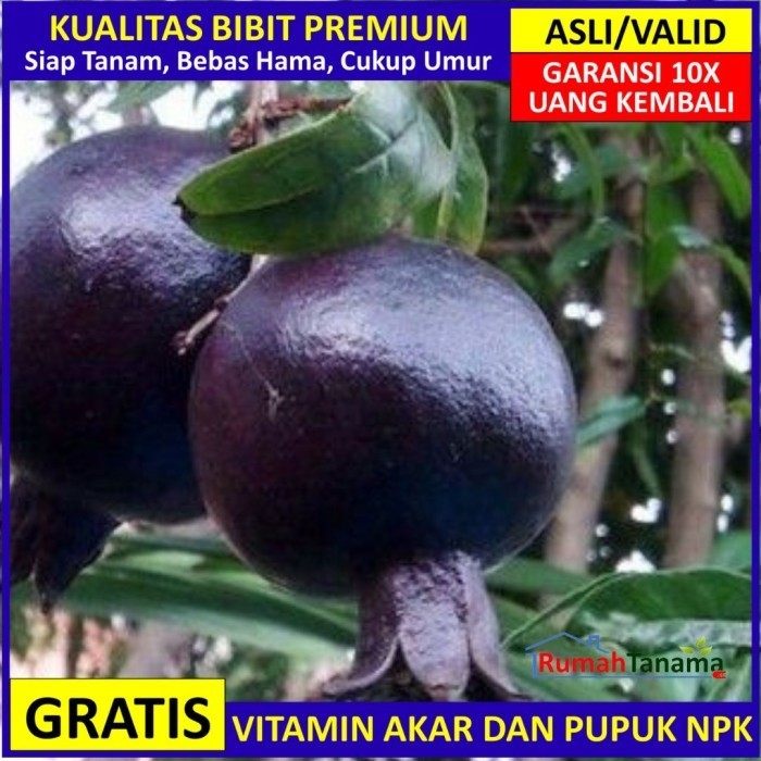 

Bibit Tanaman Buah Delima Hitam Unggul, Murah, Bergaransi