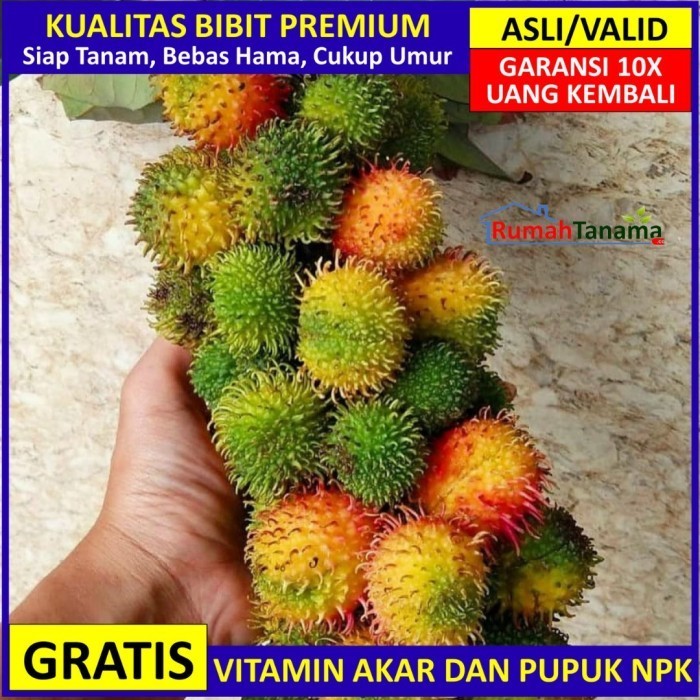 

Bibit Tanaman Buah Rambutan Rapiah Unggul, Murah, Bergaransi
