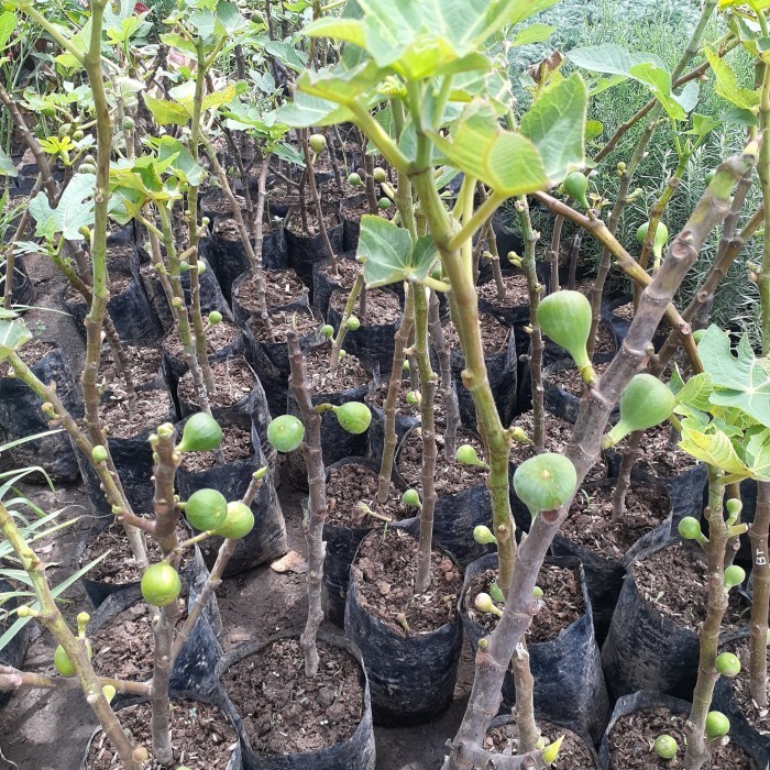 

Tanaman Buah Tin Ara Kondisi Berbuah, Red Israel Purple Jordan Dll,,