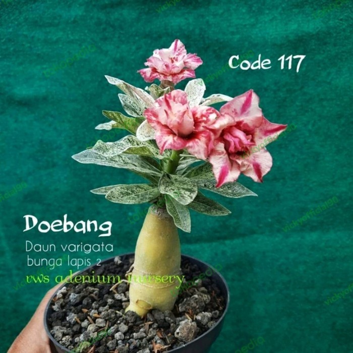 

Adenium Varigata Bunga Tumpuk Size A
