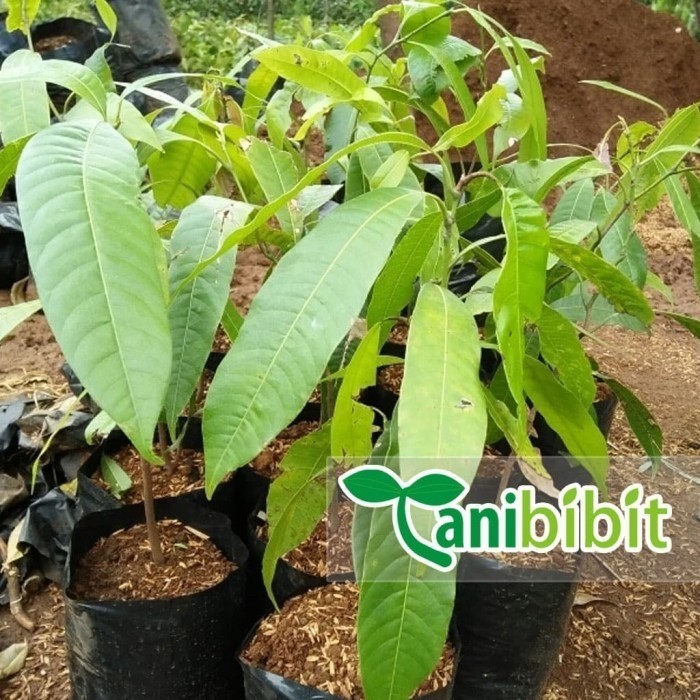 

Bibit Pohon Buah Gandaria - Jatake Langka