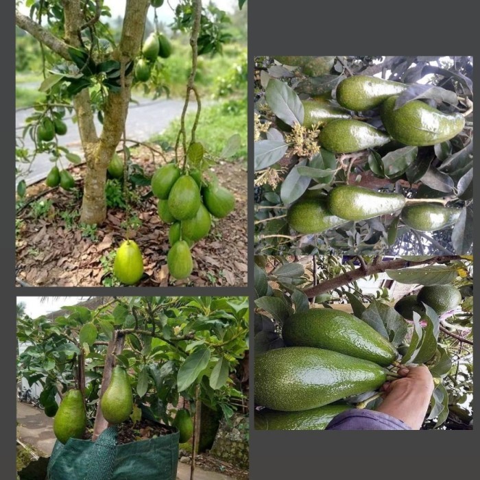 

Bibit Buah Alpukat Aligator Tanaman Buah Hasil Okulasi