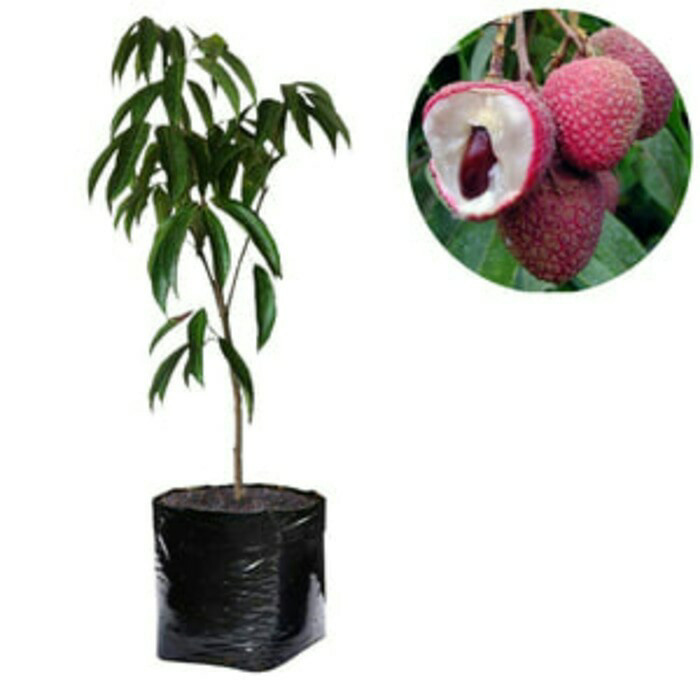 

Bibit Buah Leci Merah