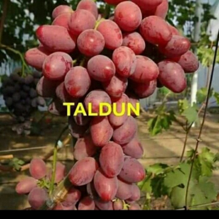 

Terbaru Bibit Anggur Taldun Grafting
