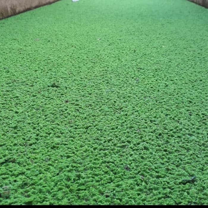 

Bibit Azolla Microphylla Azzola Murah Bibit Indukan Kualiatas Super