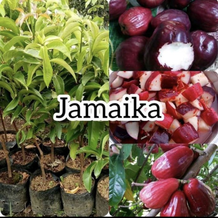 

Bibit Jambu Jamaika Jumbo Okulasi