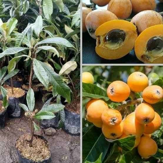 

Binit Tanaman Buah Leci Bhiwa Tinggi 50 Cm