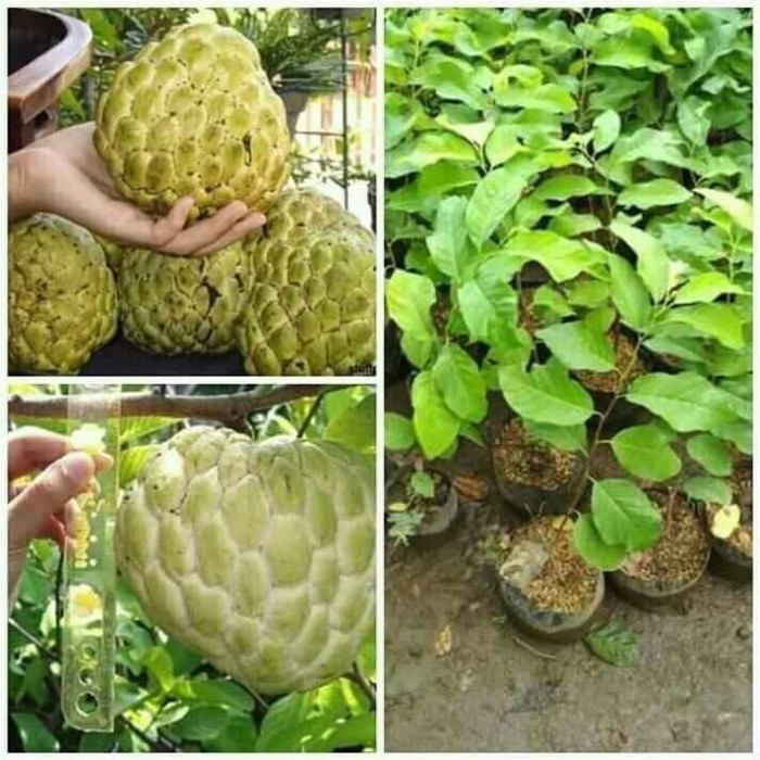 

Bibit Srikaya Jumbo