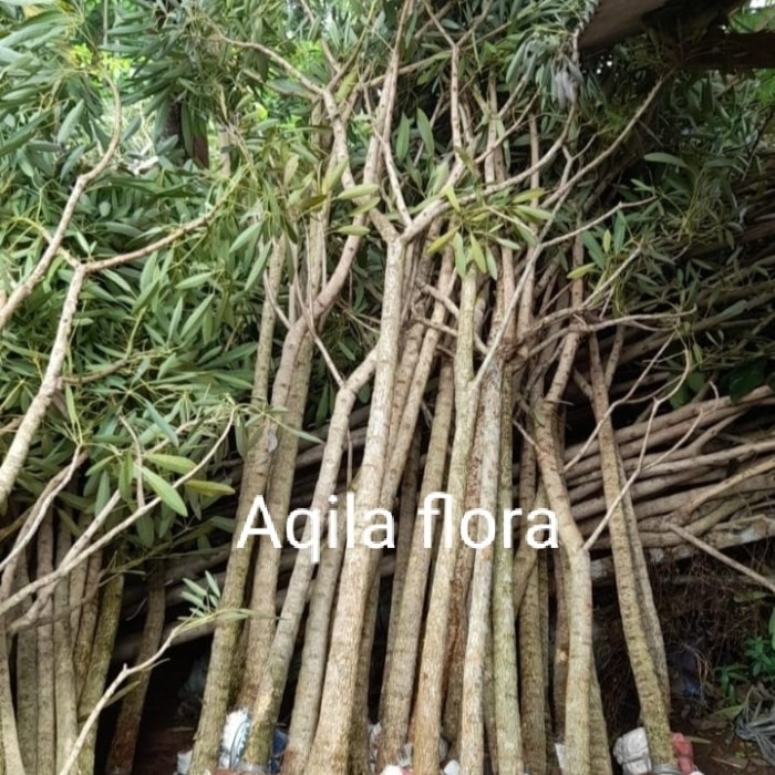 

Pohon Tabibuya Tinggi 3 Meter