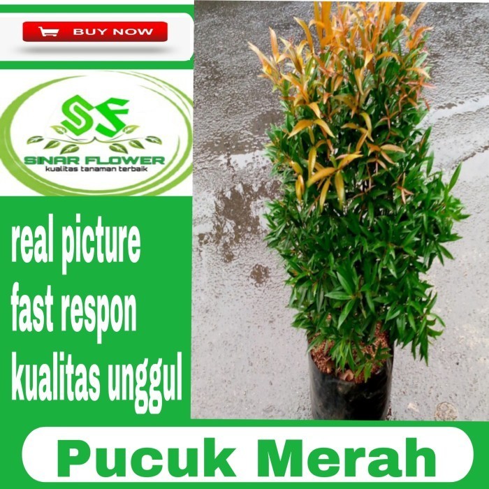 

Pohon Daun Pucuk Merah 80Cm-1Mtanaman Pucuk Merah