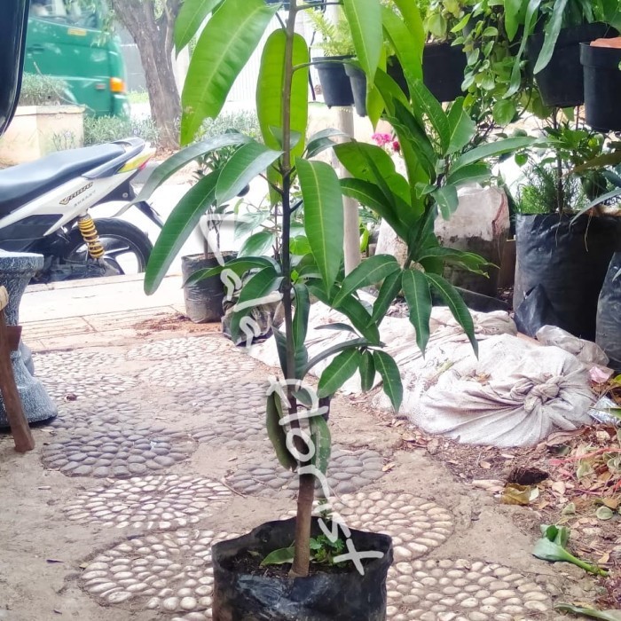 

Pohon Mangga Akulasistek Tempel