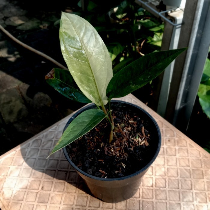 

Anthurium Hookeri Pink Variegata