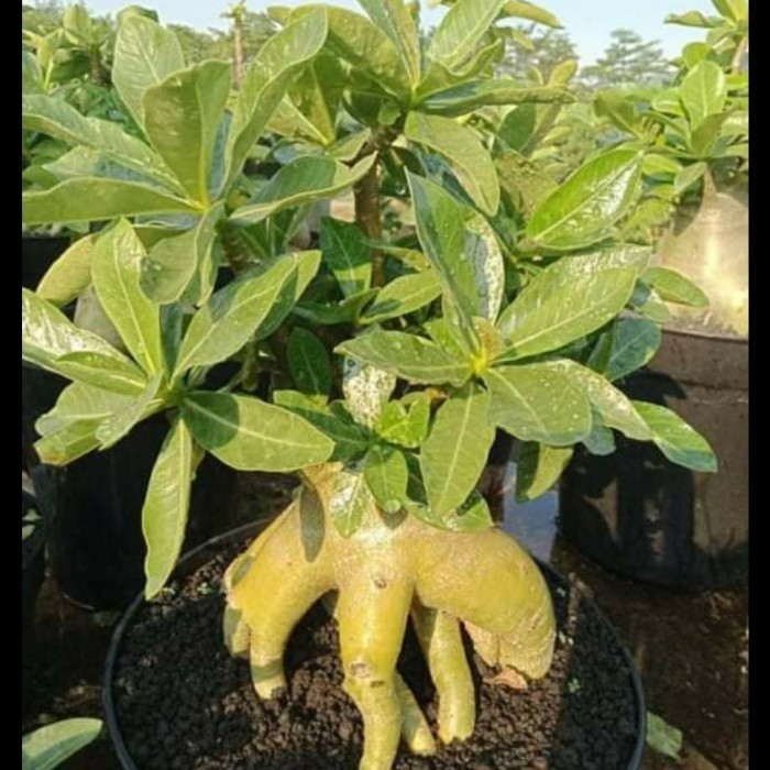 

Adenium Thaisoco Hybrid Real Pict