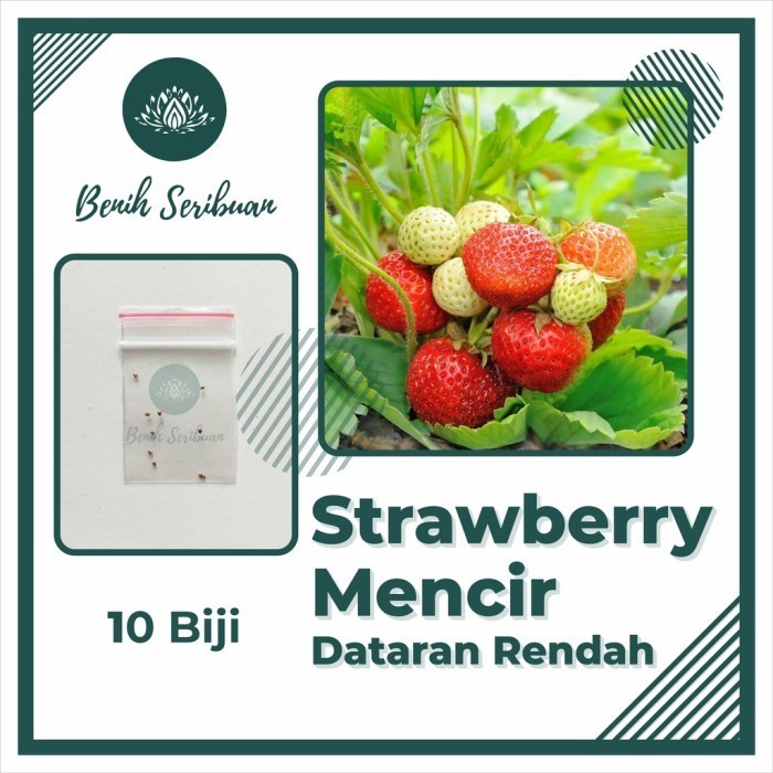 10 Bibit Strawberry Mencir Dataran Rendah Benih Buah Stroberi Manis TOP