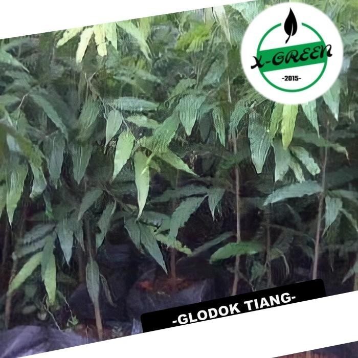 

Promo 10 Tanaman Tanaman Glodok Tiyang - (X-Green) Best Seller