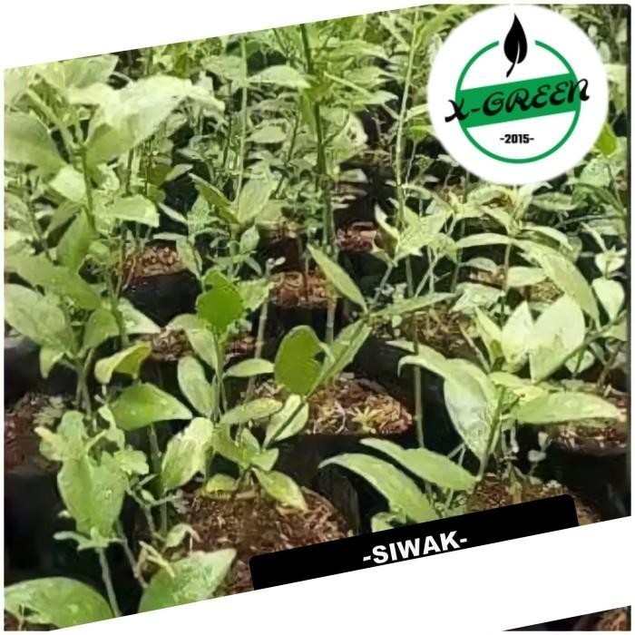 

Tanaman Perhutanan, Tanaman, Tanaman Siwak - (X-Green) Best Seller
