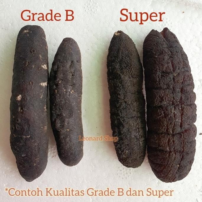 

HAISOM BESAR SUPER 100GRAM BANGKA BELITUNG KERING TERIPANG GOSOK GAMAT LA