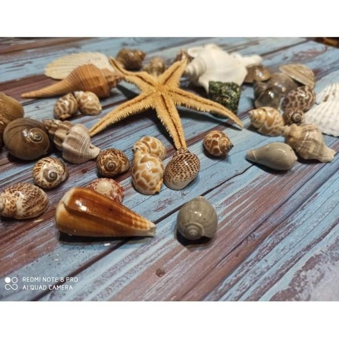 Kerang Laut Set Properti Foto Photography Hiasan Rumah Sea Shells