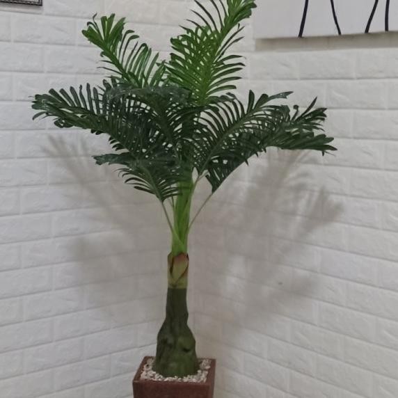 Pohon Bunga Hiasan Ruang Tamu Pojokkan Besar Palem Dekorasi Ruang Tamu