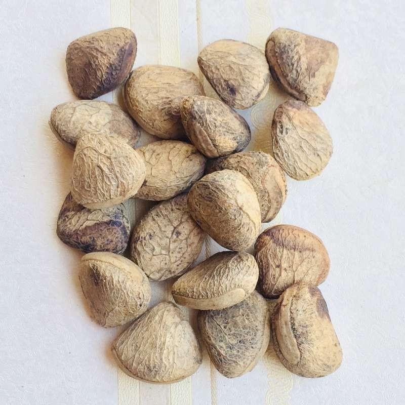 

seed Entrepreneur Buah Kluwek Pucung - 100 Gram