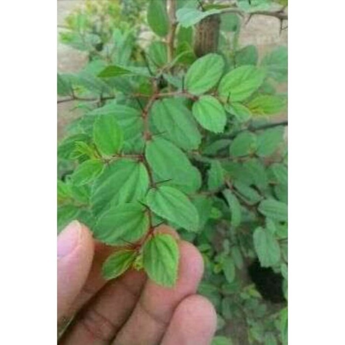 bibit pohon bidara arab asli termurah