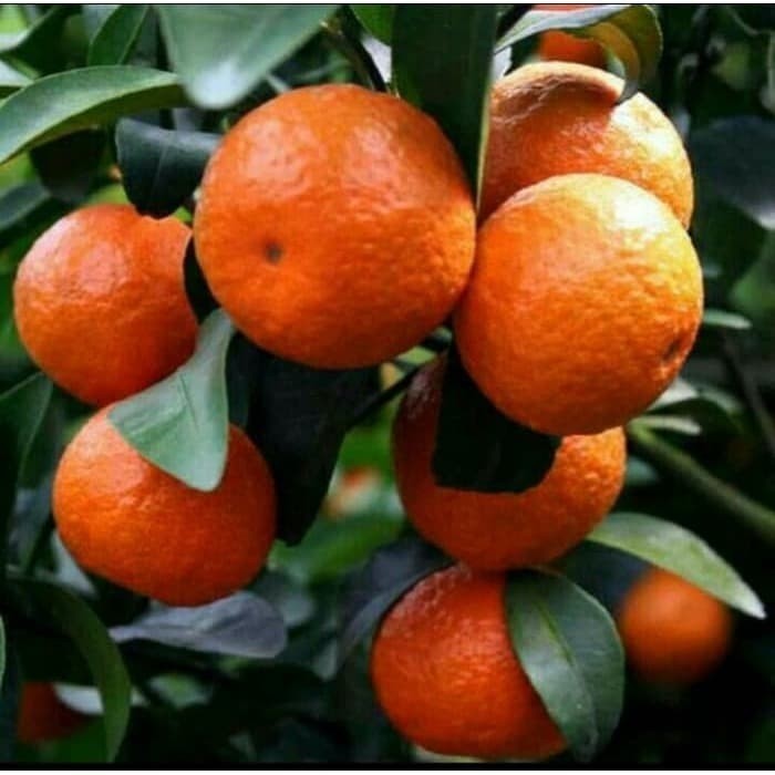 bibit pohon jeruk santang madu berbuah (asli Santang madu ya)