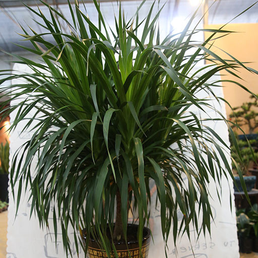 

Online Seeds Daun Pandan Suji Segar - 20 Lembar