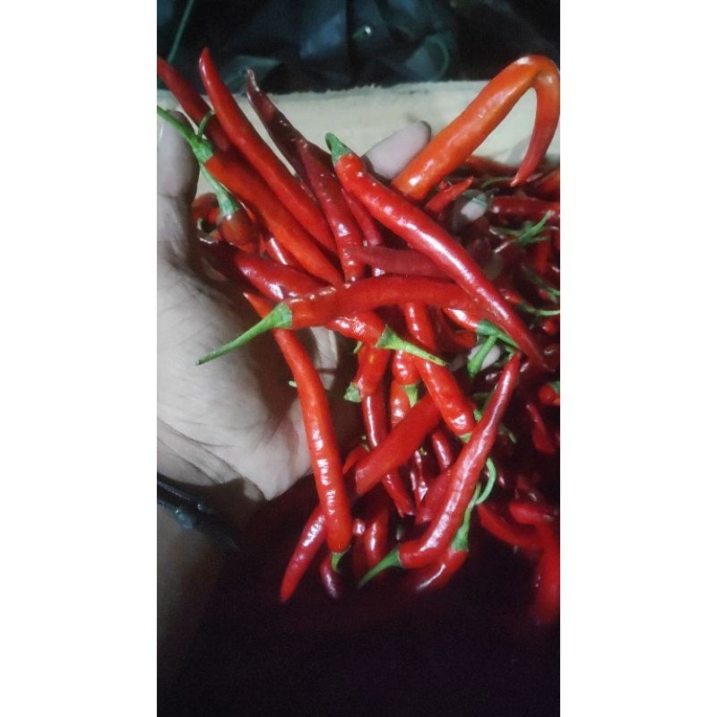 

cabai merah besar