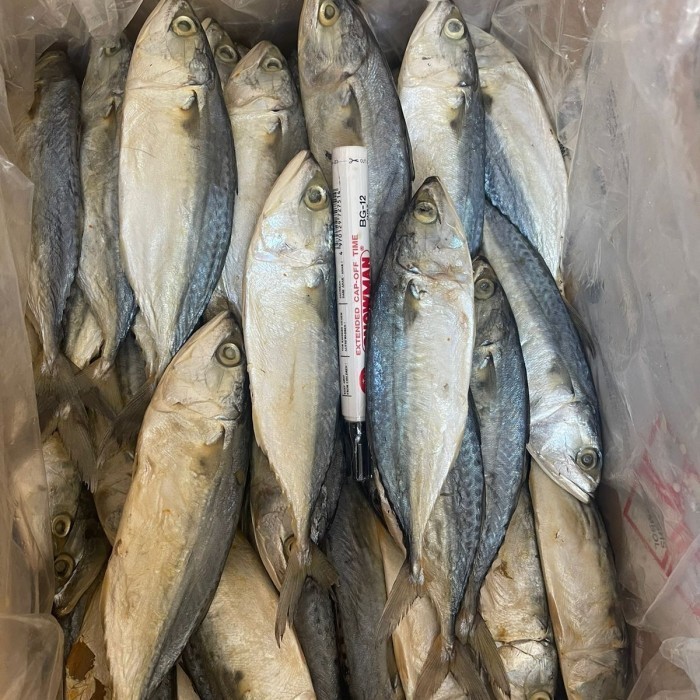 

Ayala - Ikan Asin Peda Putih Jumbo 500Gram