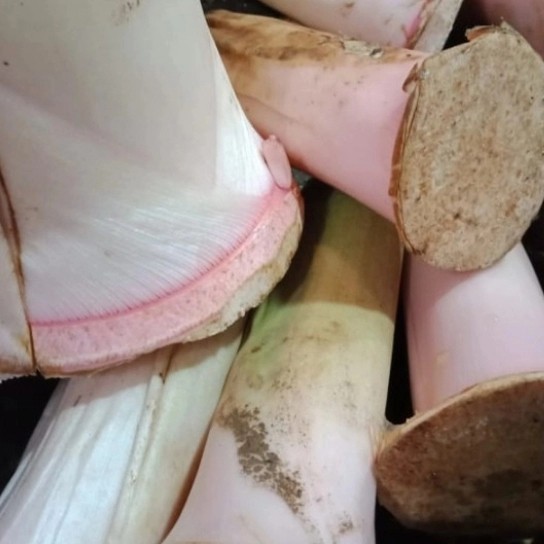 

sayur lompong talas 1kg