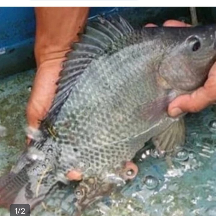 

ikan nila hidup (isi 1-2)/kg