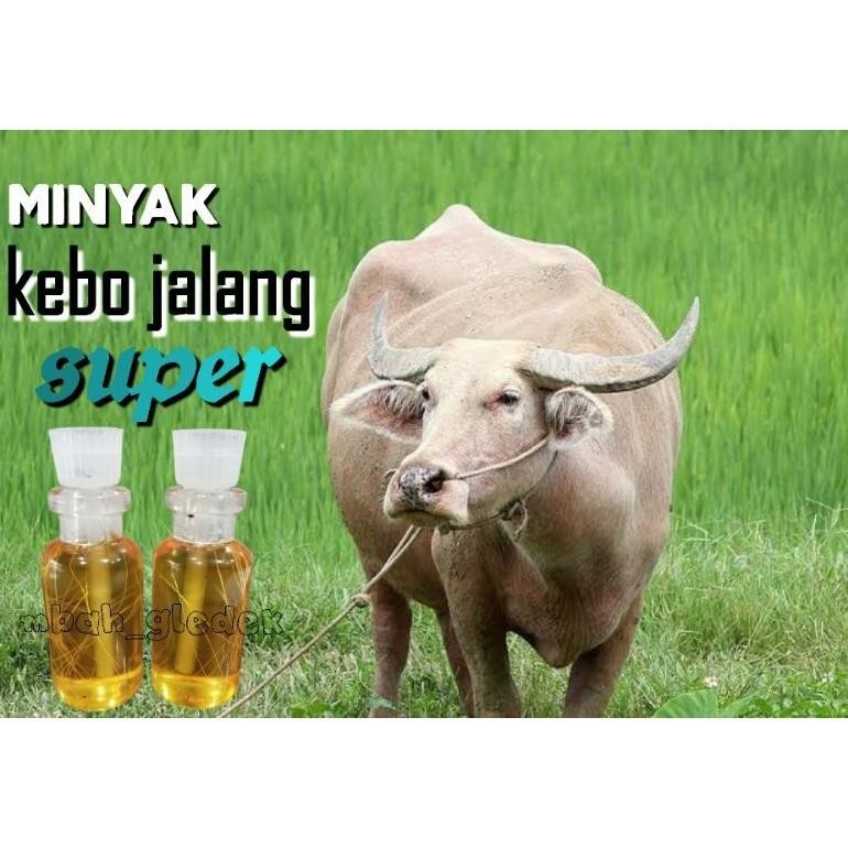 Minyak Saripati Kerbau Jalang/Kebo Jalang