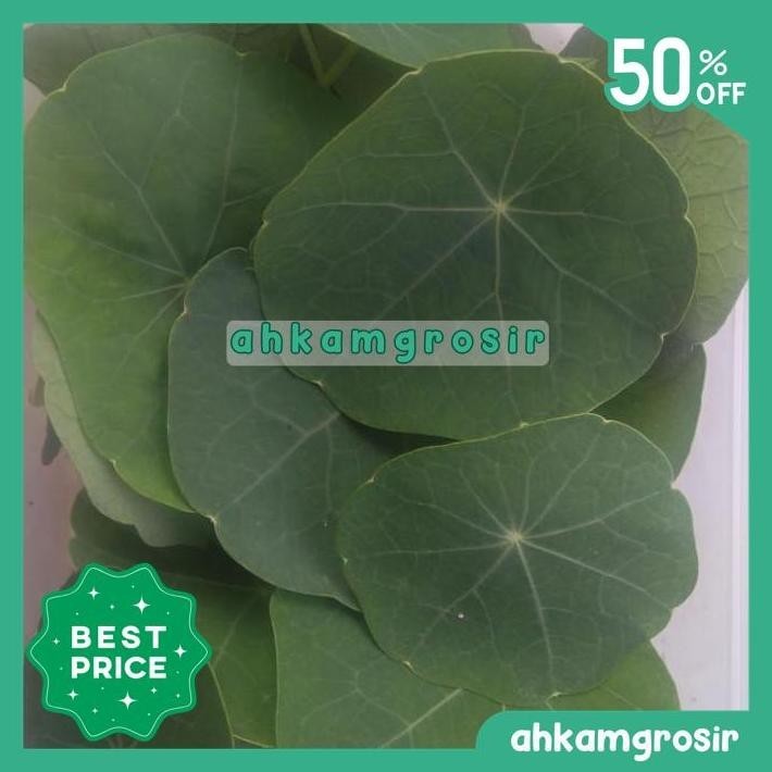 

NASTURTIUM LEAF 20/PACK TERMURAH