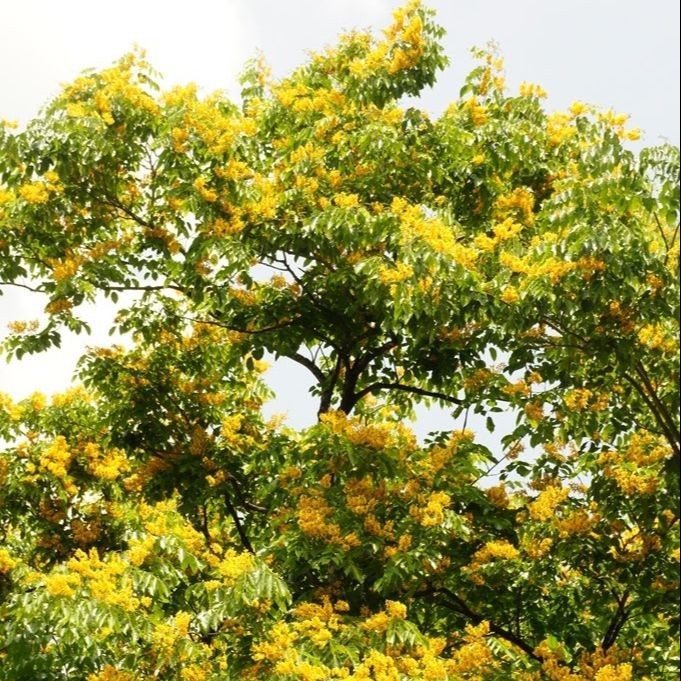 Seed Center - Bibit Benih Bunga Angsana (2 Seeds)