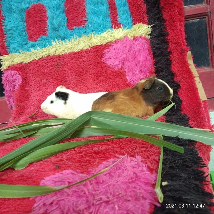 Marmut Cavy Guinea Pig American Lokal Dewasa