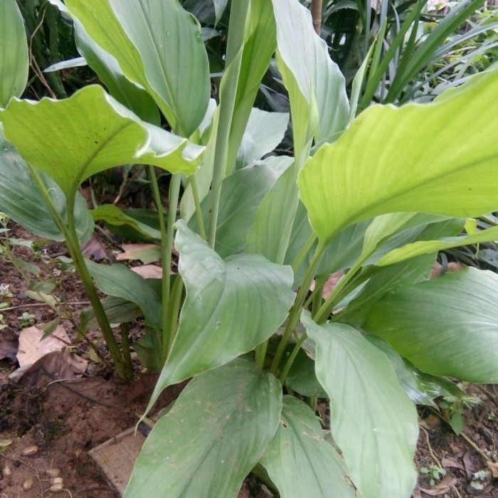 

YE257 JUAL BIBIT KUNYIT KUNING/BAHAN MASAKAN 3 POHON FREE ONGKIR