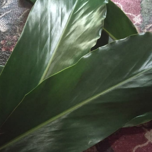 

OZ462 Jual Daun Walang bahan bumbu masakan STOK TERBATAS