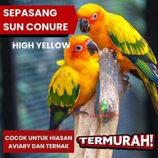 Burung Sun Conure SC High Yellow Indukan Hiasa Aviary Ternak Murah