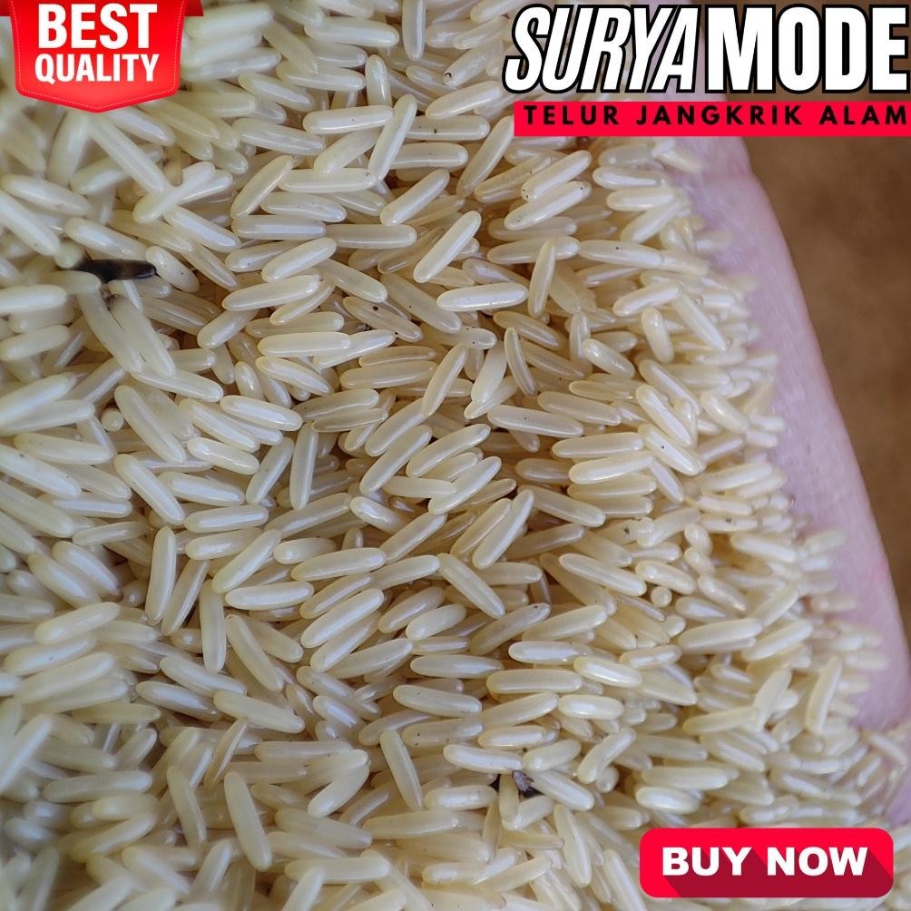 Diskon Jual Telur Jangkrik Kalung Solo Tj773