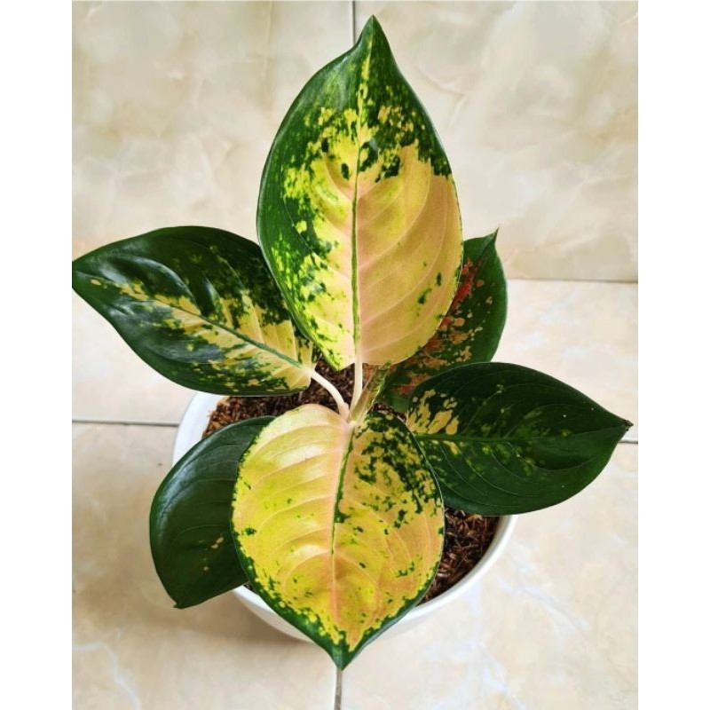 Tanaman Hias Aglonema Sultan Brunai Mutasi Remaja Bunga Hias Aglonema Aglaonema Sultan Brunai Mutasi