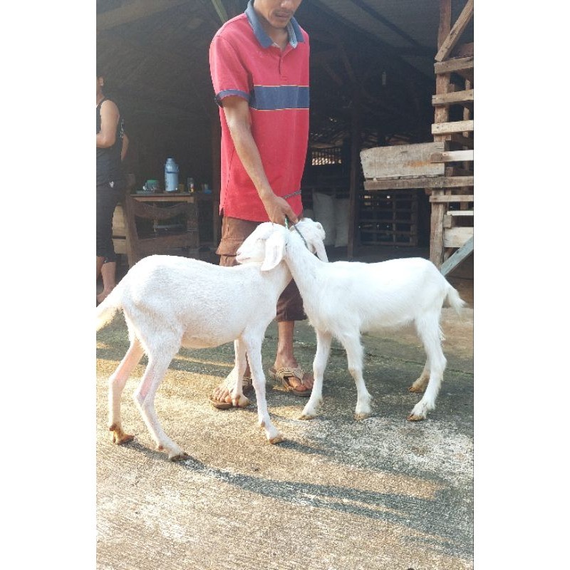 2 Ekor Kambing dan Domba Standar / Kambing dan Domba Murah Untuk Aqiqah, Qurban dan Pelihara