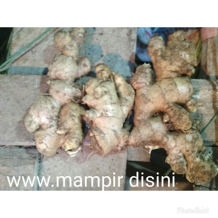 

Jahe 1Kg