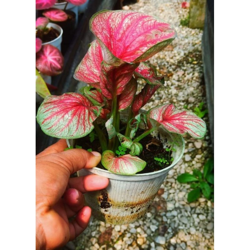 Tanaman Hias Keladi Duryudana Bunga Hias Keladi Caladium Anakan Murah Merah BUKAN BONGGOL Tanaman Hi