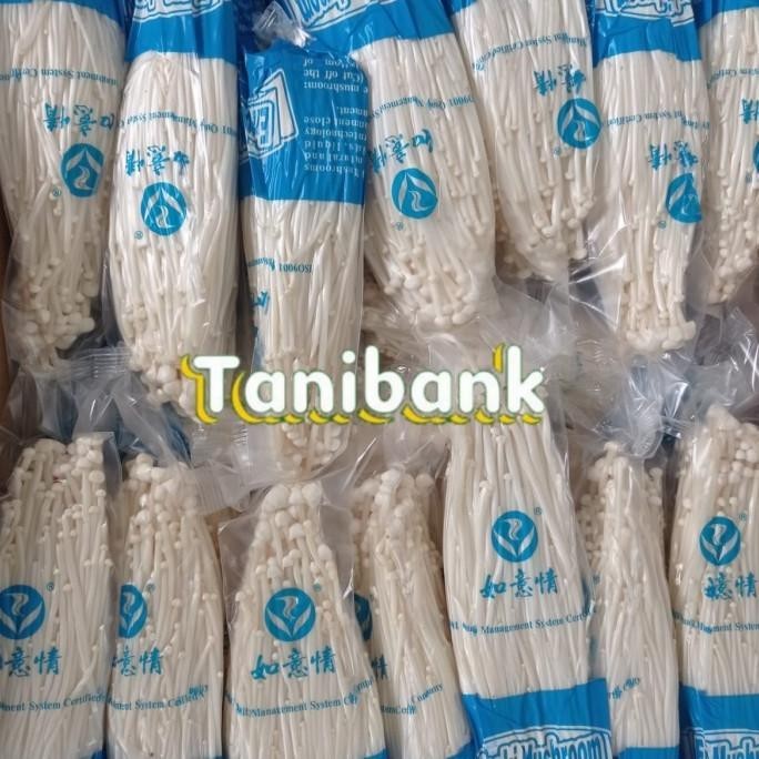 

Jamur Enoki 1 Dus