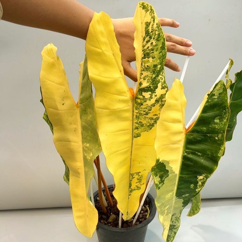 Tanaman Hias Monstera Variegata Billietae Bunga Hias Monstera Anakan Murah BUKAN BONGGOL Tanaman Hid