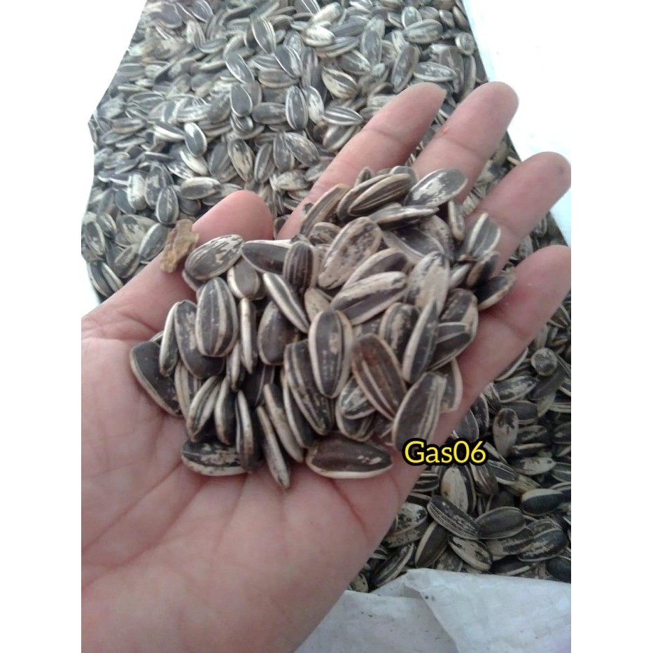 

BERMUTU [800 GRAM] JUMBO KUACI/KWACI/BIJI BUNGA MATAHARI MENTAH